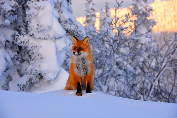 лиса зимой