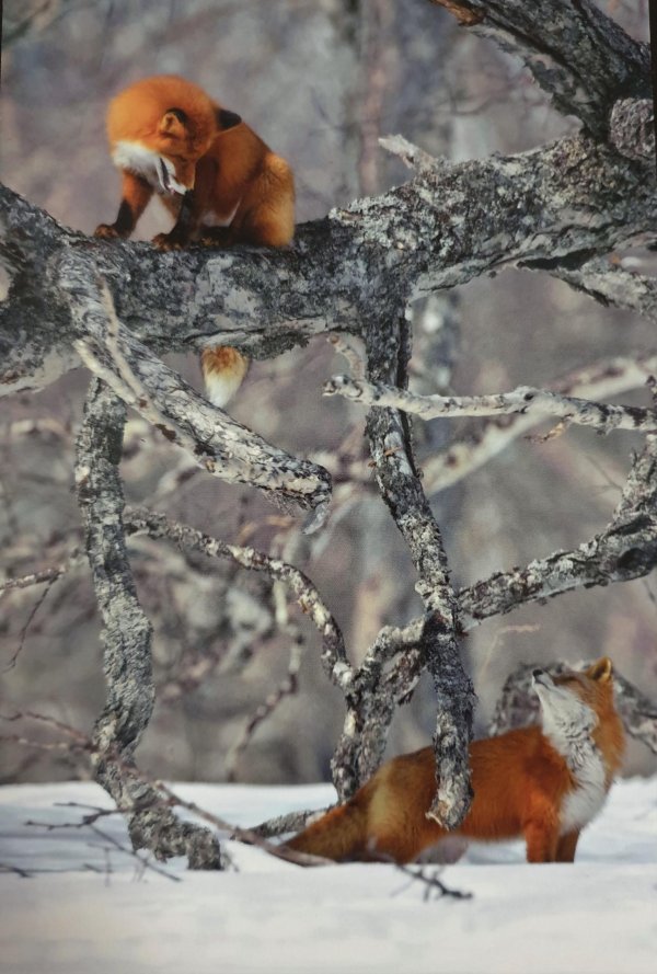 животные зимние