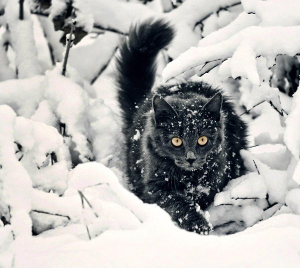 аляскинский снежный кот