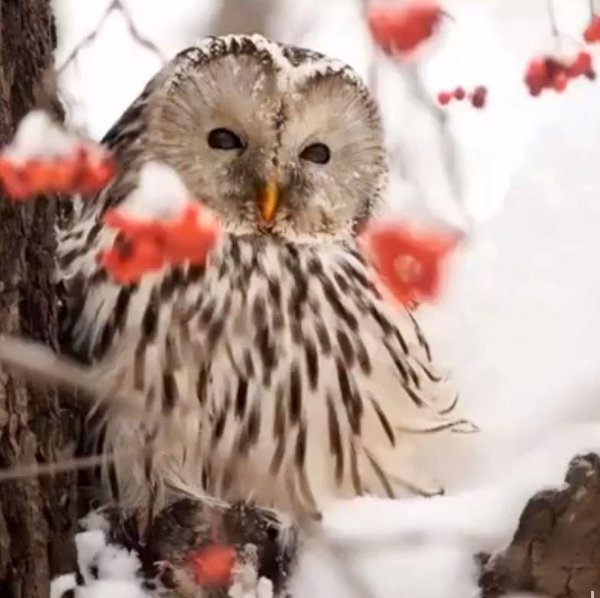 длиннохвостая неясыть