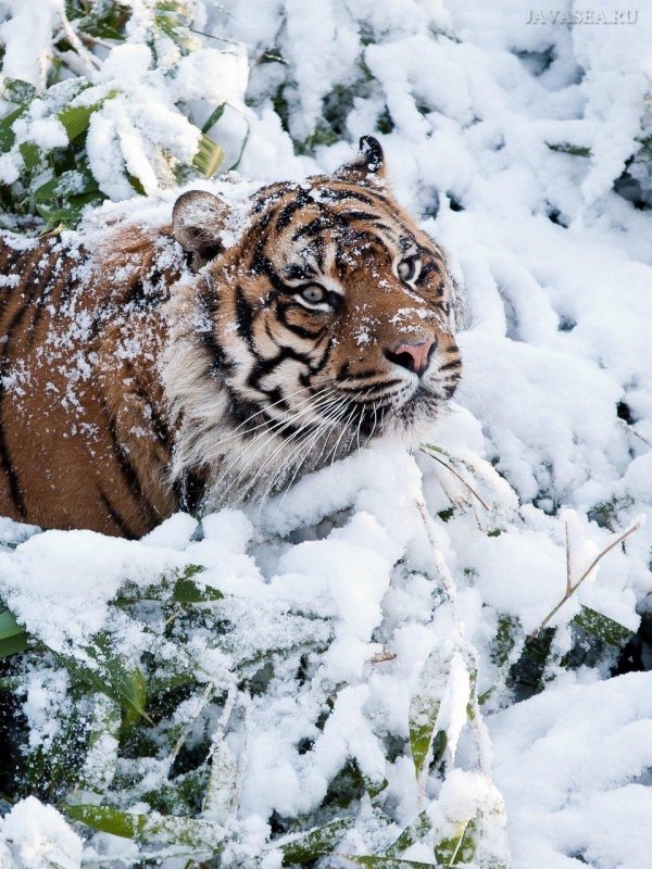 амурские тигры