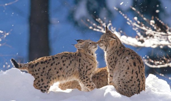 бобкэт рысь