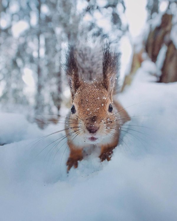 белка зима