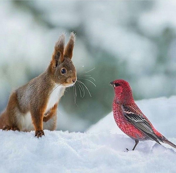 белочка зимой