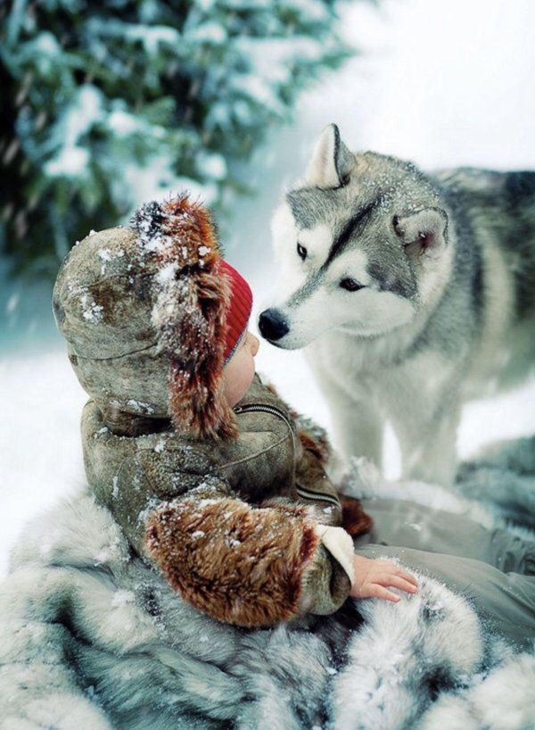 хаски и дети