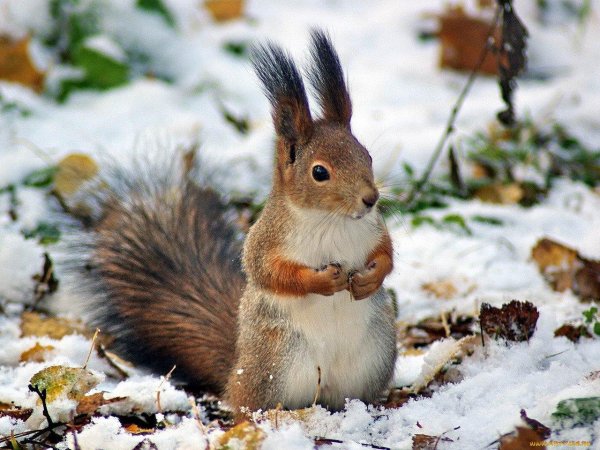 зимние животные