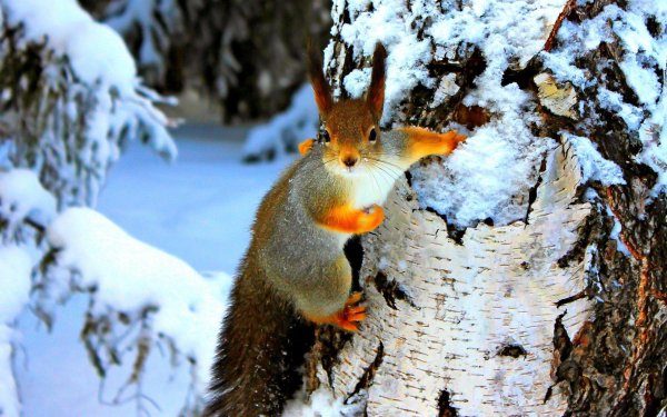 зима животные