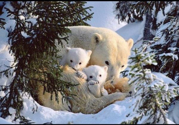 белые медвежата