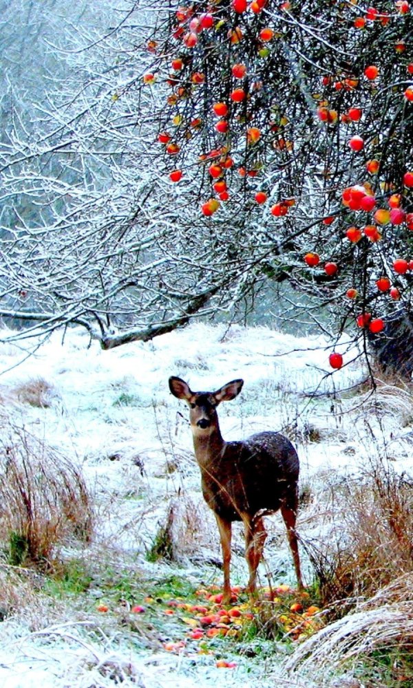 Животные зимой