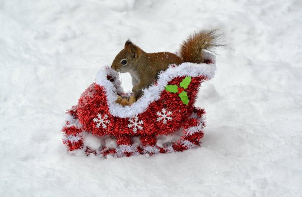 новогодние белки
