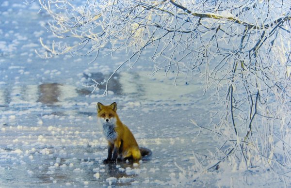 животный мир зимой