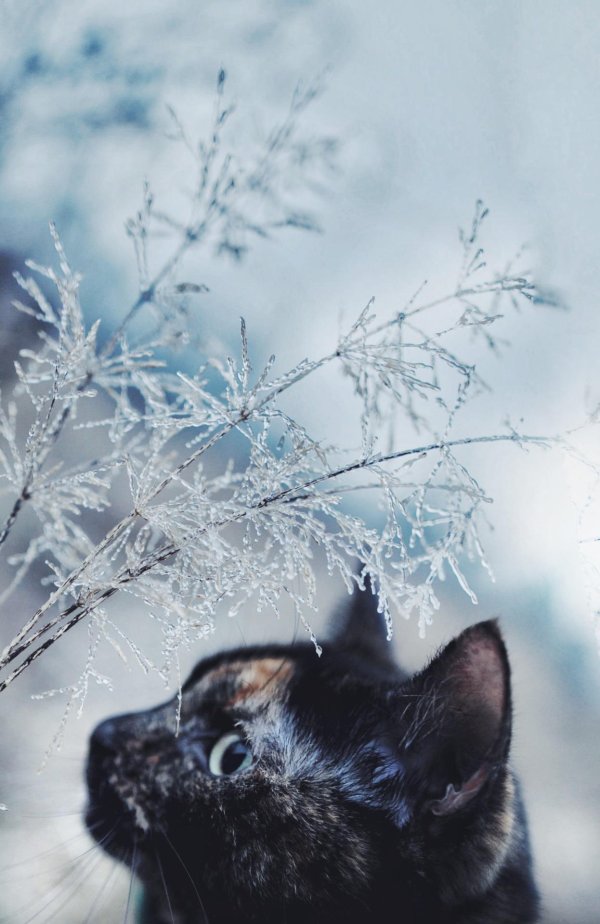 котик зимний