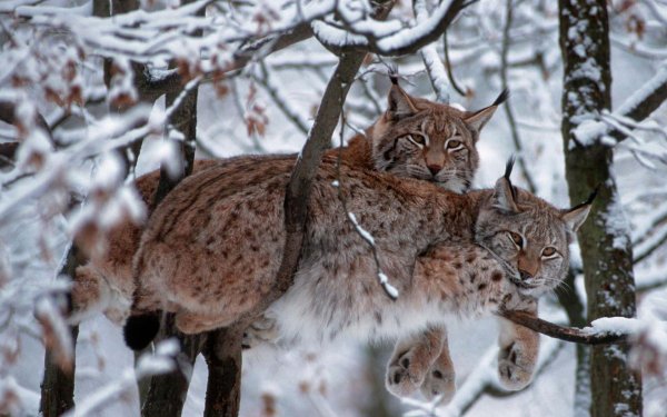 беловежская пуща рысь