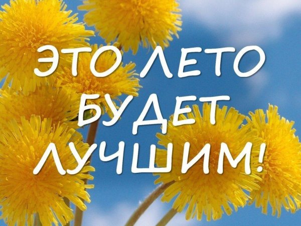 одуванчик желтый