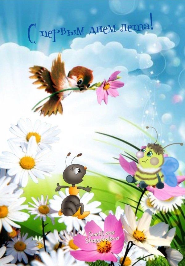 день ромашек