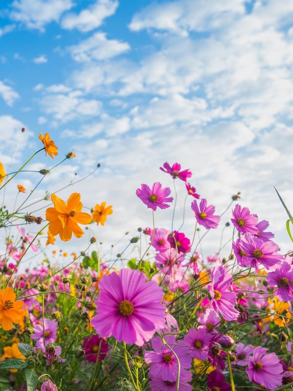 космея злата