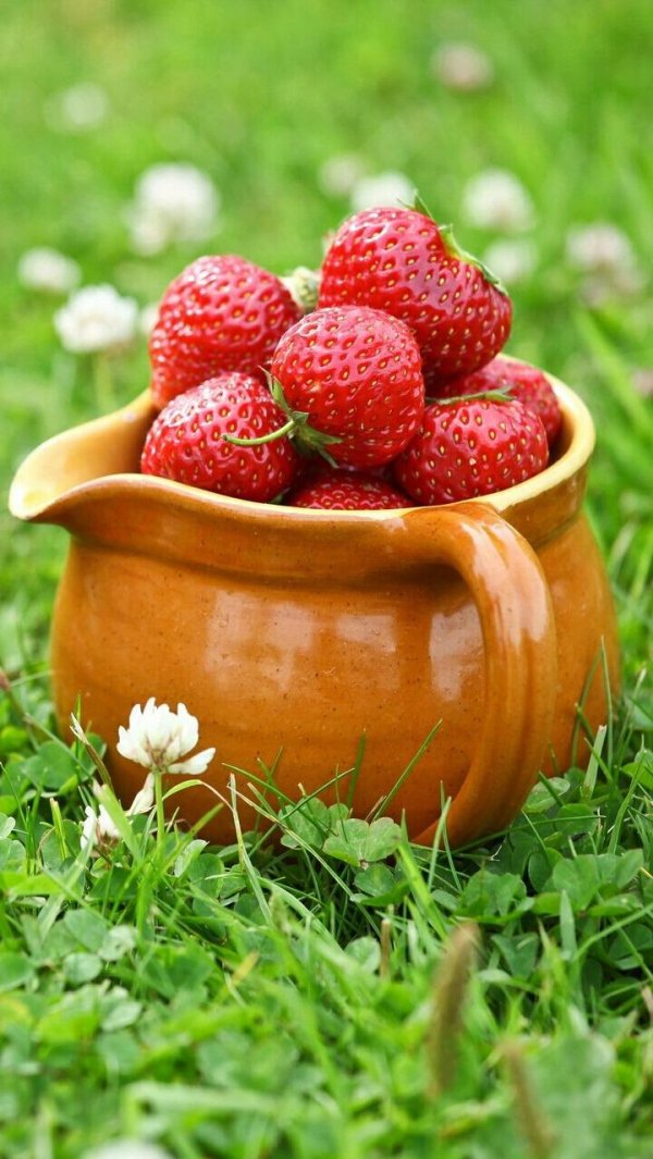 клубника земляника