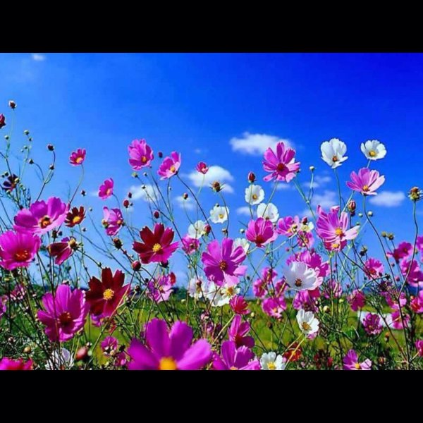 цветок космеи