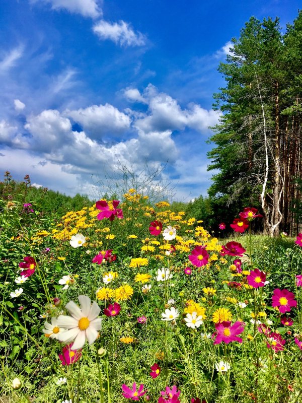 космея поле