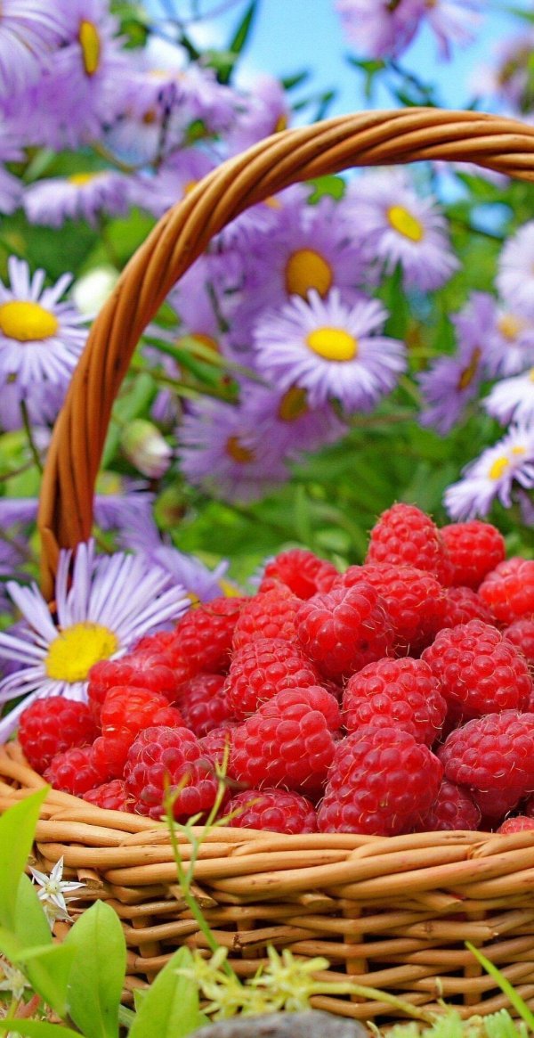 летние ягоды