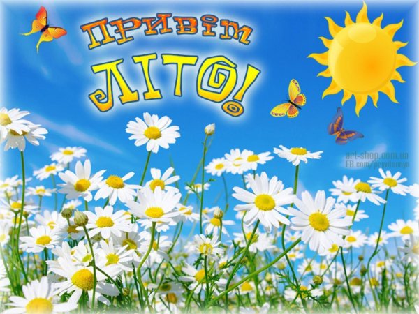 ромашковое поле