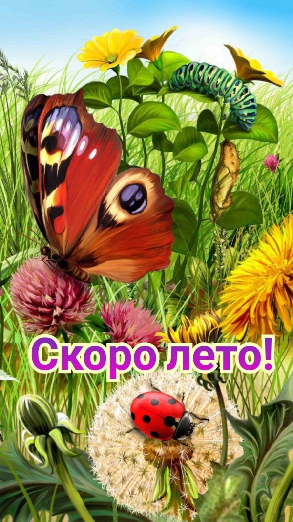 насекомые на лугу