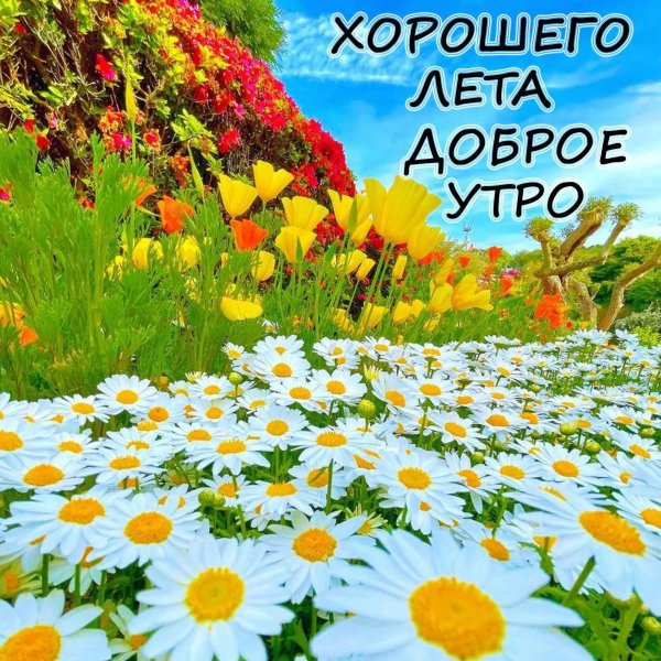 летнее утро доброе