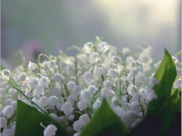 весенний ландыш