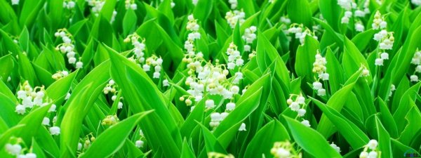 ландыш плосколистный