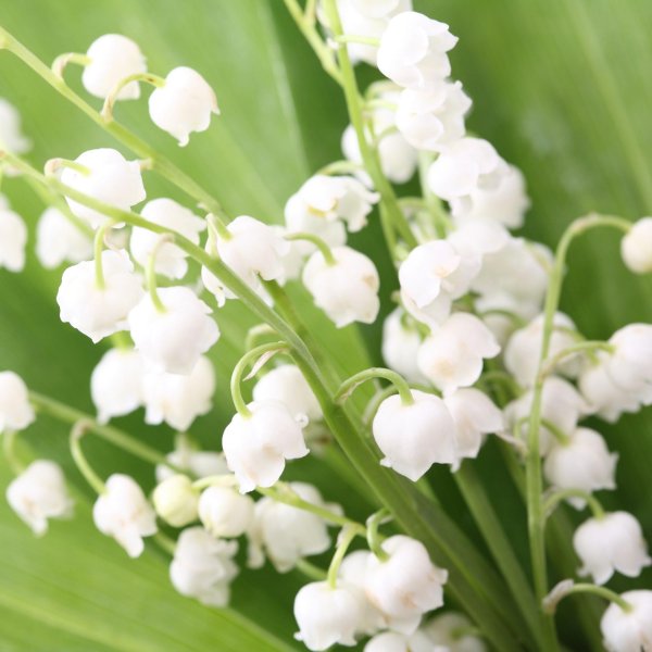 капский ландыш