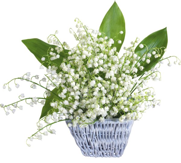 maylily ландыш