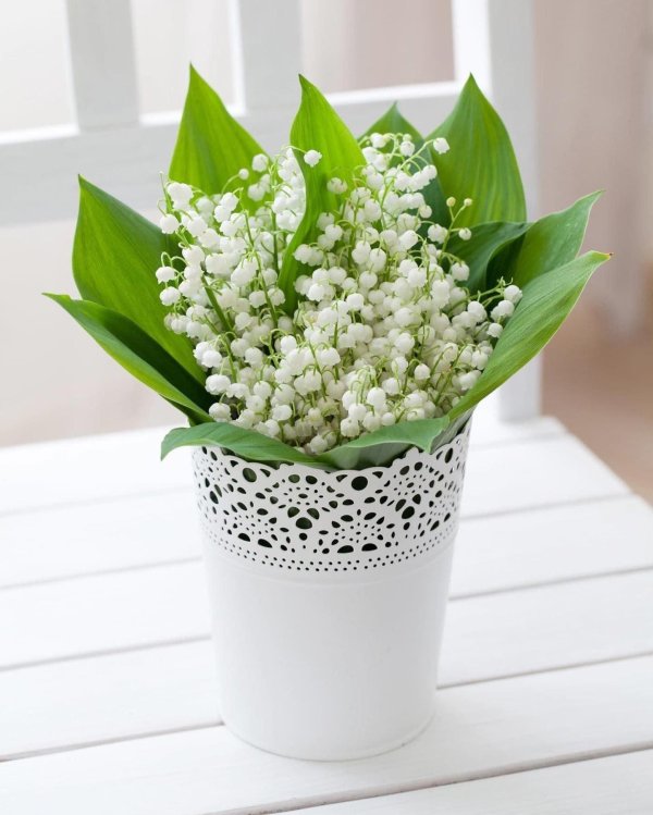 ландыш майский вайт