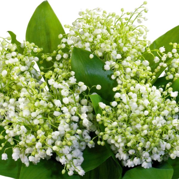 обои на рабочий стол 1920х1080 весна ландыши