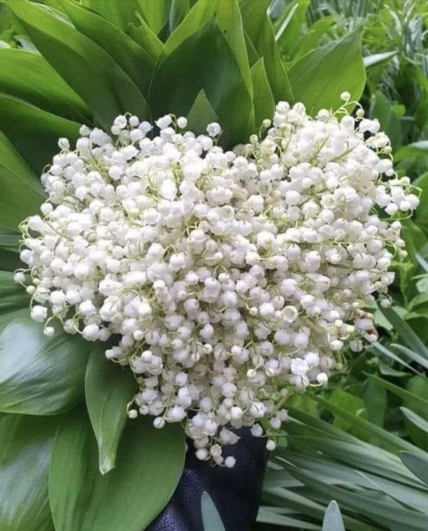 цветок ландыш