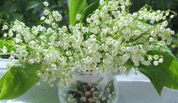 цветок ландыш