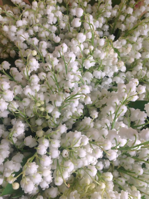 белые цветки