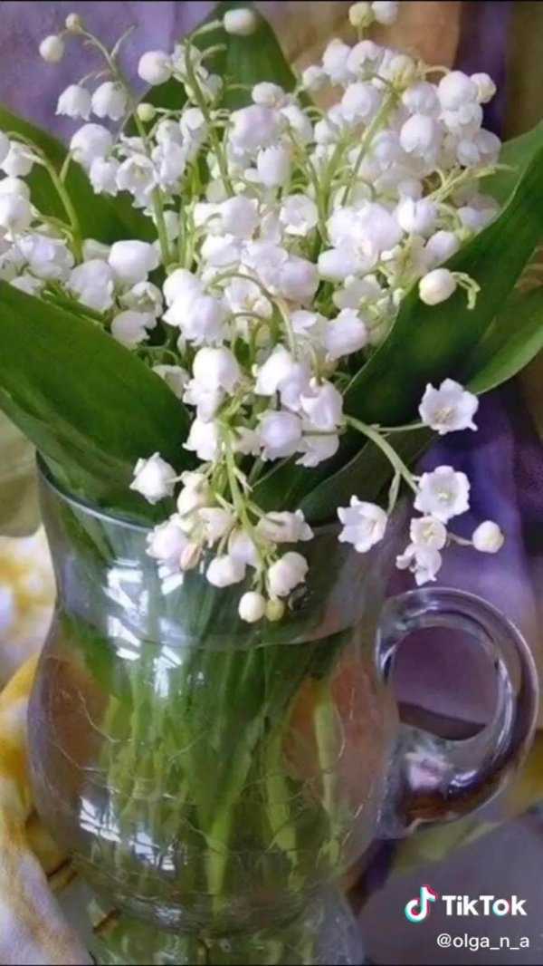 ландыш майский весной