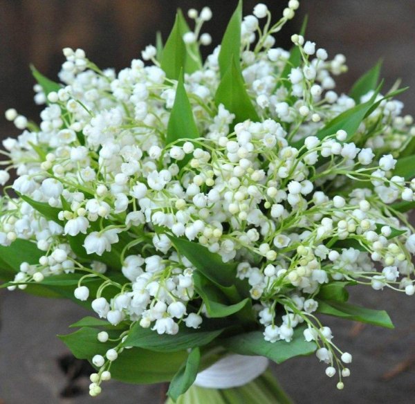 цветок ландыш