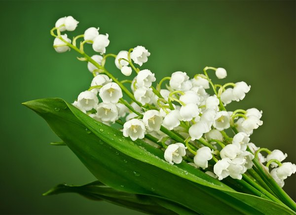 цветок ландыш