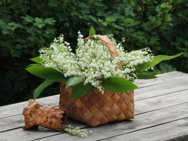 весенние цветы ландыши