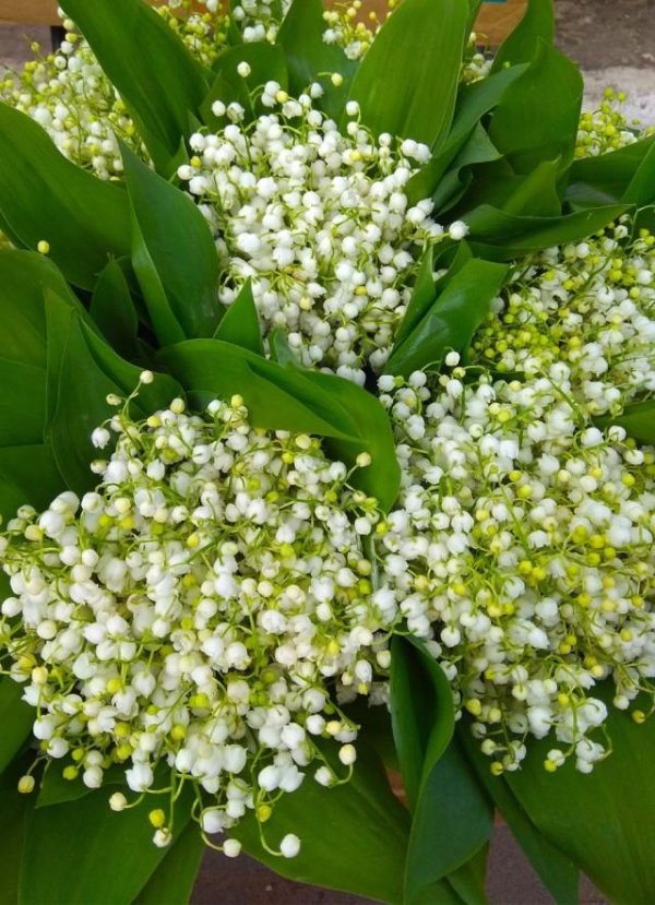 ландыши садовые