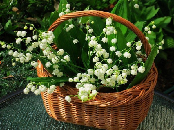 весенние цветы ландыши