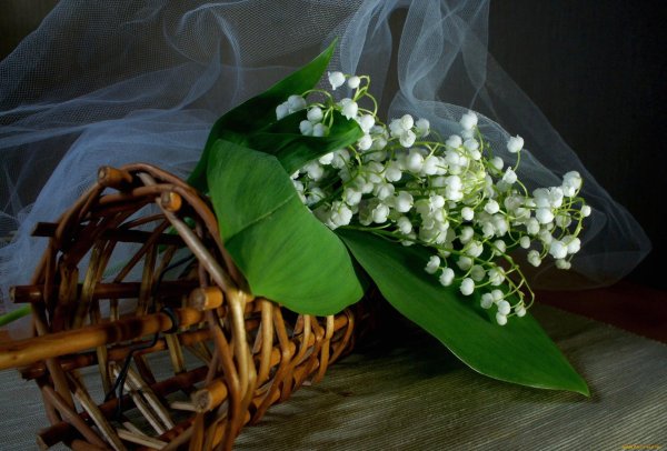 весенние цветы ландыши