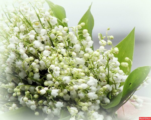 красивые ландыши