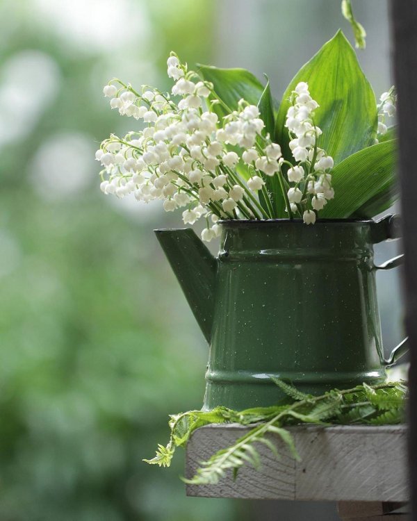 вербена ландышевая