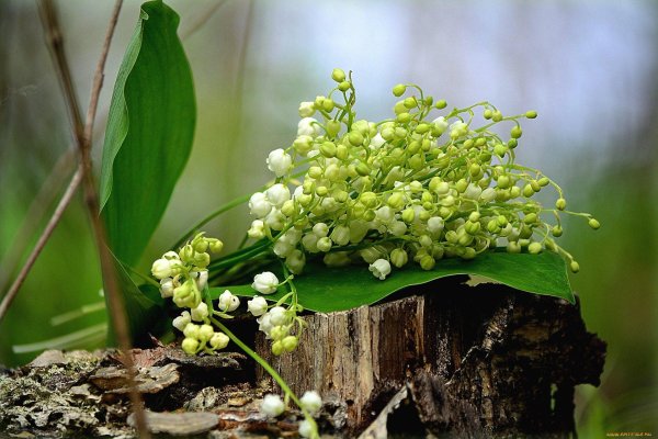 С ландышами