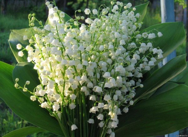 ландыши садовые