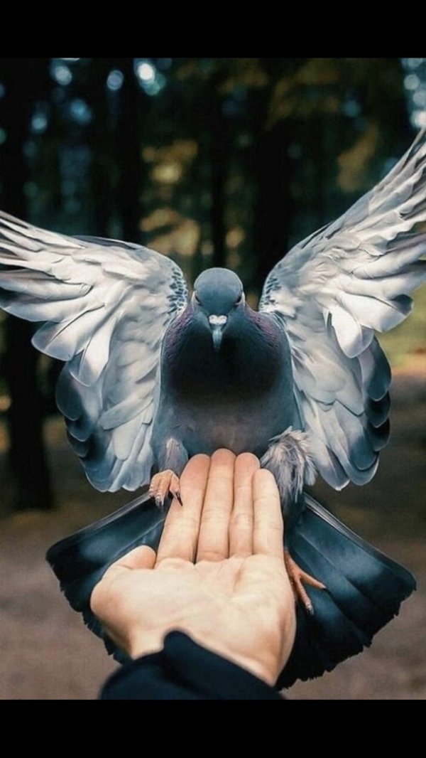 голубь человек