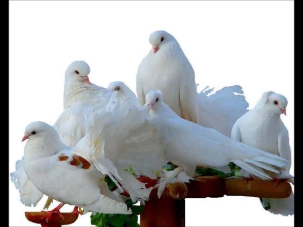 порода голубей