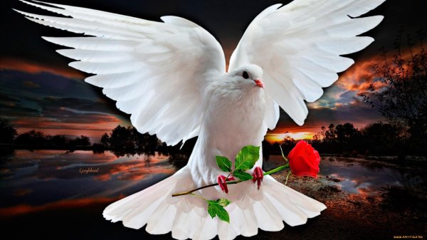 голубь святой дух